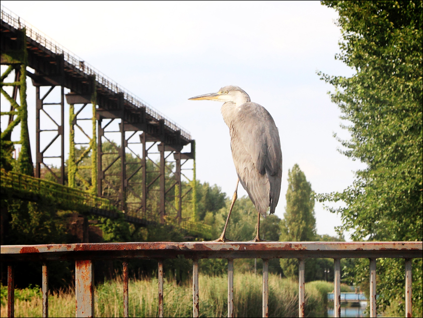 graureiher-im-landschaftspark_thomas-berns