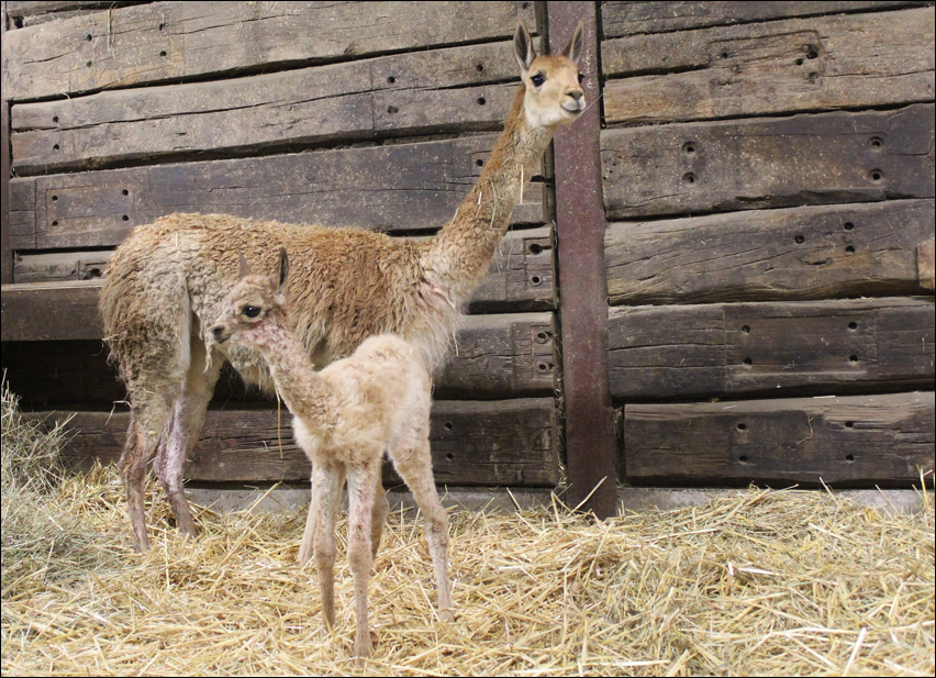 vikunjanachwuchs2_zoo-duisburg