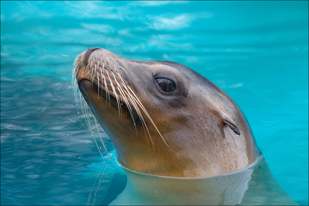 seeloewe_zoo-duisburg