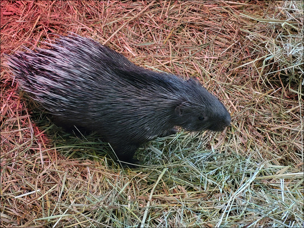 Stachelschwein. Foto: Zoo Duisburg.