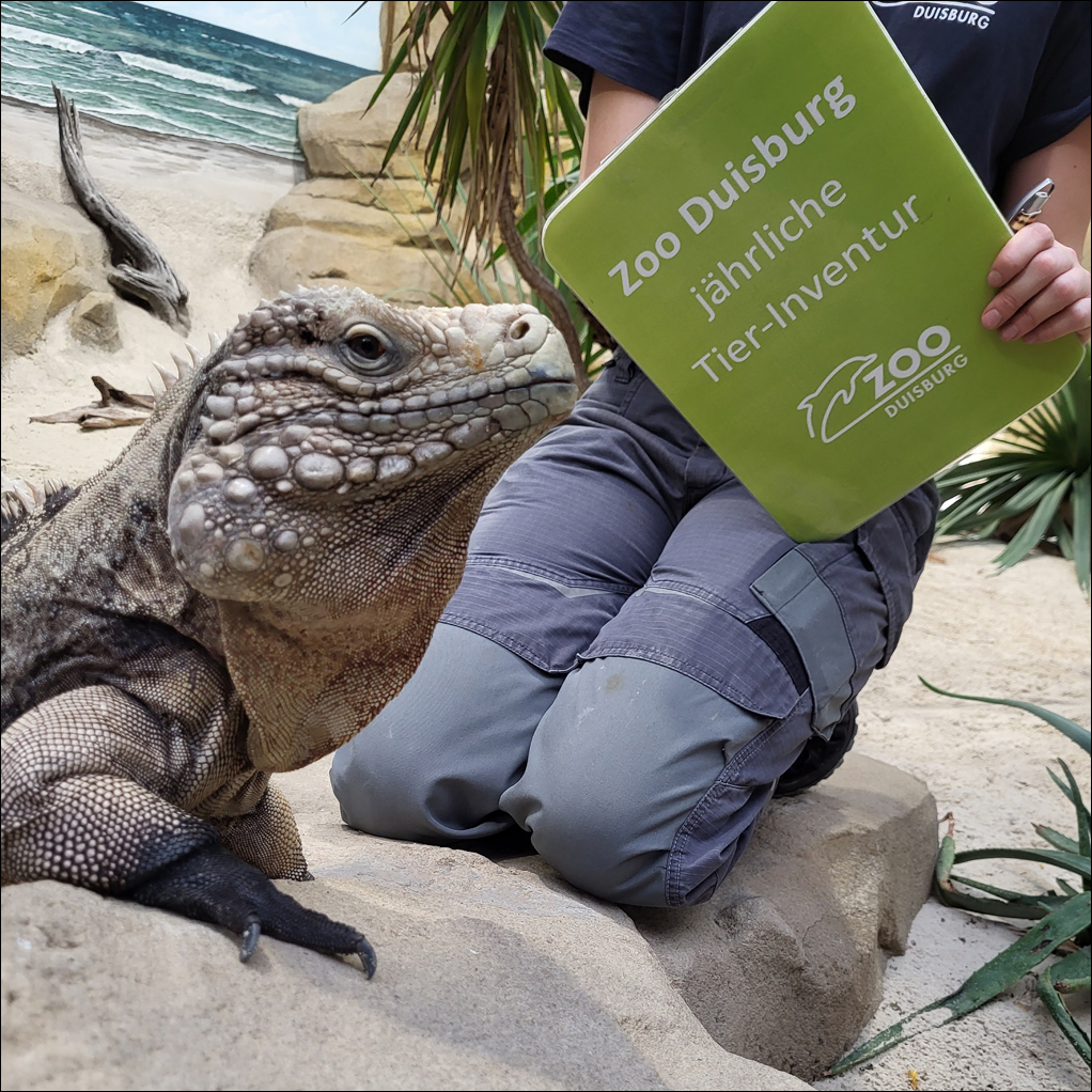 Wirtelschwanzleguan Ivan im Rahmen der Inventur. Foto: Zoo Duisburg.
